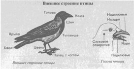 Материал к урокам  биологии