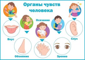 Обложка для материала органы чувств