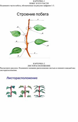 Карточки по теме побеги