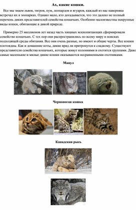 Обложка для материала Ах, какие кошки.