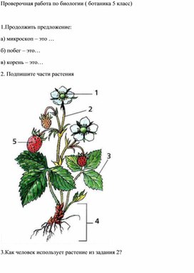 Проверочная работа по биологии (ботаника 5 класс)