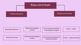 Обложка для материала Эндокринная система