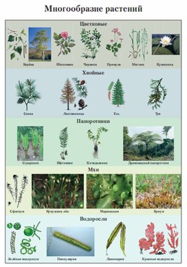 Обложка для материала Окружающий мир для начальных классов_схема_41