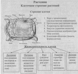 Материал к урокам  биологии