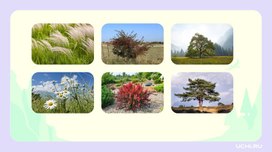 Обложка для материала Лиственные деревья.