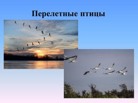 Обложка для материала Презентация по теме Перелетные птицы. Подготовительная группа.
