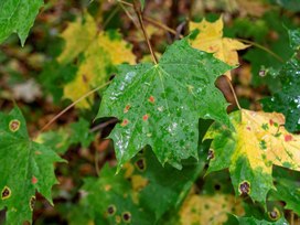 Капли дождя на осенних листьях