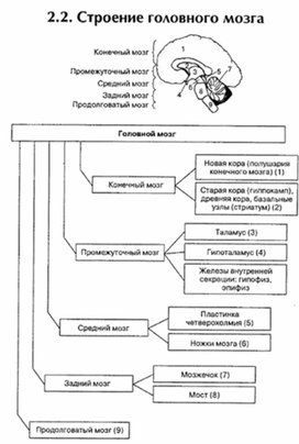 Обложка для материала материал по психофизиологии