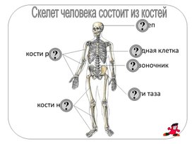 Презентация к уроку окружающего мира 4 класс "Строение тела человека. Позвоночник"