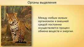 Эволюция органов выделения