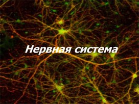 Презентация "Нервная система человека"