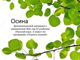 Презентация учебная "Осина"  к упражнению №4, стр.37 учебника «Русский язык. 3 класс» по программе «Планета знаний»