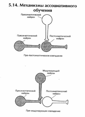 Обложка для материала материал по психофизиологии