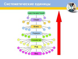 Царства растений