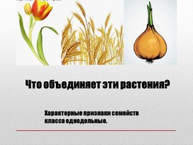 Практическая работа «Изучение признаков представителей семейств Лилейные, Злаки (Мятликовые)»