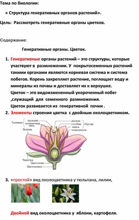 Конспект по биологии.Тема: « Структура генеративных органов растений».