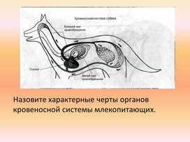 Презентация к уроку биологии "Органы кровообращения"