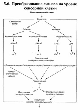 Обложка для материала материал по психофизиологии