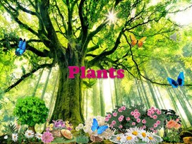 Презентация по английскому языку для учащихся 5 класса на тему "Living things. Plants"
