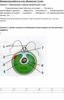 Обложка для материала Проверочная работа по теме «Водоросли» 7 класс