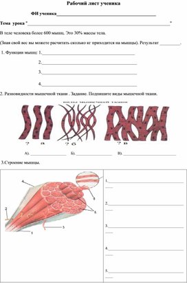 Обложка для материала Методические материалы к уроку "Строение мышц" 8 класс