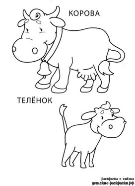 Обложка для материала корова