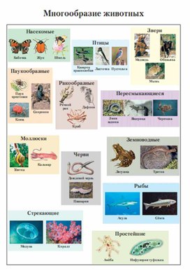 Обложка для материала Окружающий мир для начальных классов_схема_38