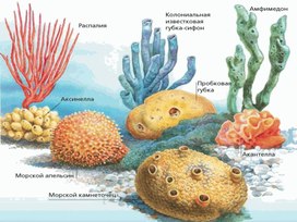 Презентация по биологии "Тип Губки"