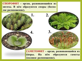 Презентация "Отдел Голосеменные" 6-7 класс