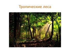 "Тропические леса"