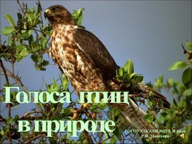 Презентация "Голоса птиц в природе" (3 класс слабослышащее отделение)