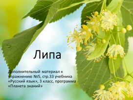 Презентация учебная "Липа" к упражнению №5,  стр.33 учебника "Русский язык. 3 класс" по программе "Планета знаний"