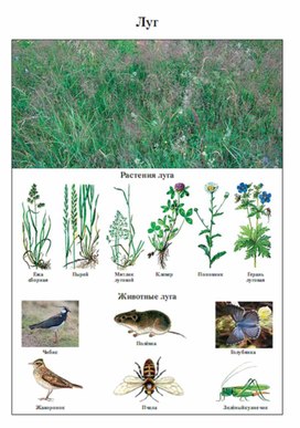 Обложка для материала Окружающий мир для начальных классов_схема_35