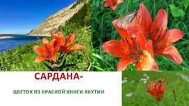 Цветок из Красной книги Якутии