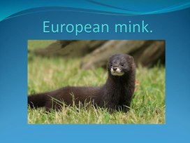 European mink