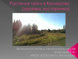 Презентация к уроку Окружающего мира "Растения тайги Кемеровсой области"