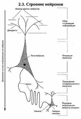 Обложка для материала материал по психофизиологии