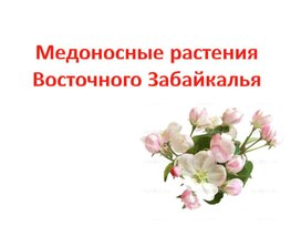 Презентация "Медоносные растения Восточного Забайкалья"