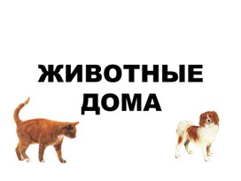 Домашние животные