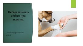 Обложка для материала Первая помощь собаке при порезах.
