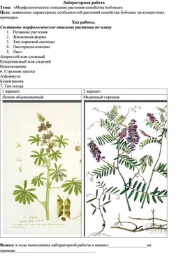 Лабораторная работа по теме "Морфологическое описание растения семейства Бобовые"