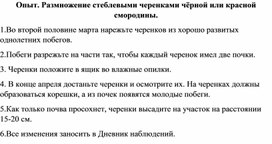 Опыт. Размножение стеблевыми черенками чёрной или красной смородины.