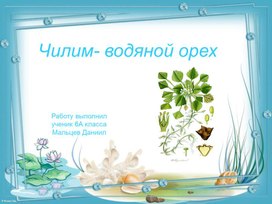Презентация по биологии на тему "Чилим-водяной орех" (6 класс, биология)