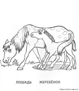 Обложка для материала лошадь