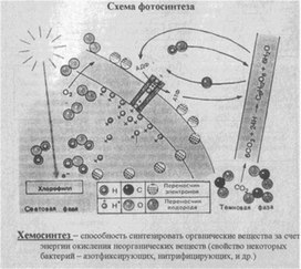 Материал к урокам  биологии