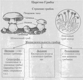 Материал к урокам  биологии