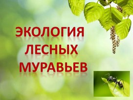 Презентация ЭкОлогия  Лесных  муравьев