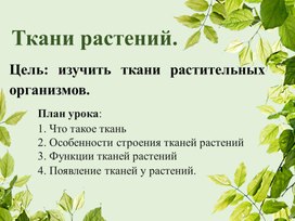 Презентация "Ткани растений" 6 класс