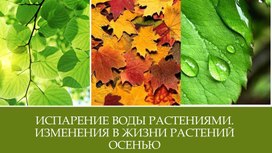 Презентация к уроку по ботанике на тему "Испарение воды листьями"