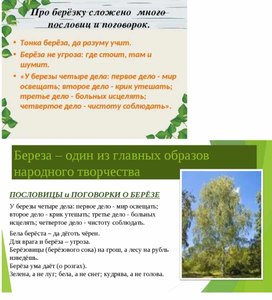 Обложка для материала Береза - символ России"